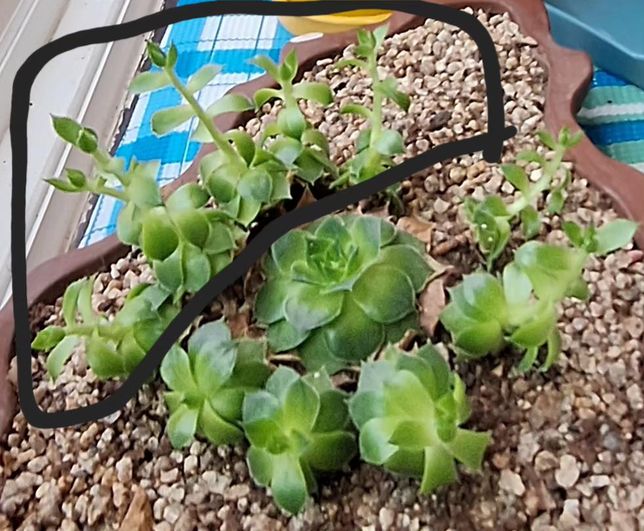 다육이가크면서저렇게자라는게정상일까요의 0번 째 이미지