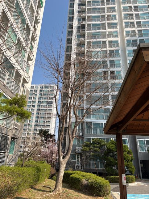 이 나무 이름이 무엇인지 아시는분 계실까요의 0번 째 이미지