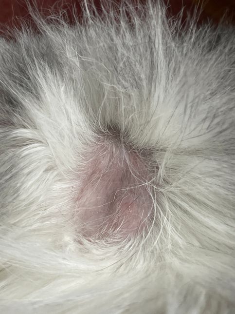 고양이 뭉친털을 짤라내니 피부에 상처가 있어요의 0번 째 이미지