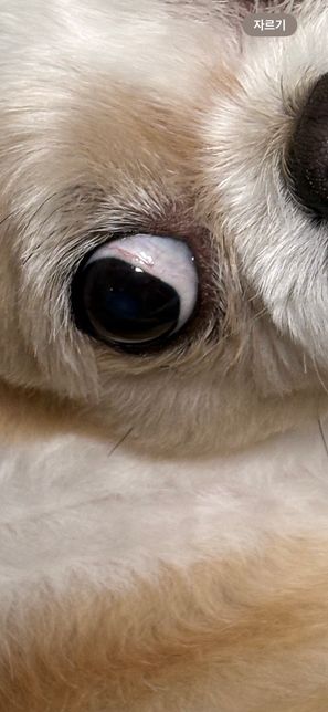 강아지 눈 왜이러나요? 알려주세요..의 0번 째 이미지