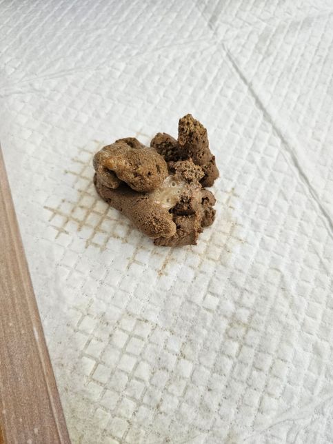 강아지 배변에 혈변이 나오는데 무슨 문제가 있는걸까요 ?의 0번 째 이미지