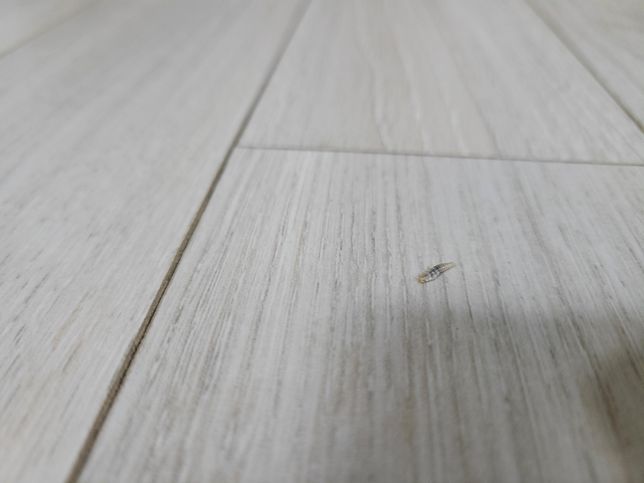 사진 속 벌레가 무슨 벌레인지 알려주세요의 2번 째 이미지