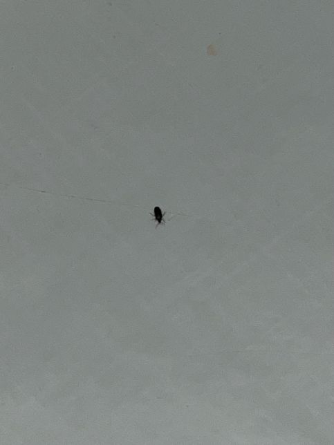 혹시 이거 새끼 바퀴벌레일까요 ???의 0번 째 이미지