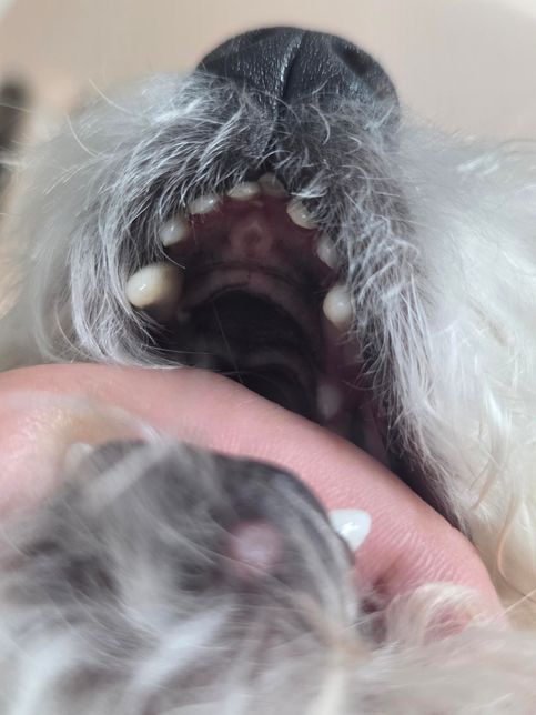 강아지 입술 주변에 물집이 생겼어요 도와주세요!!의 1번 째 이미지