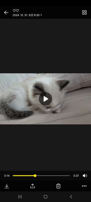 새끼고양이가 앞발을 자꾸 물어요 왜 이럴까요?의 0번 째 이미지