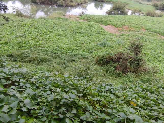 환삼덩굴이나 돼지풀, 가시박같은 외래식물이 물 근처 육지에 자라면 동물들의 휴식에 방해가 될까요?의 0번 째 이미지