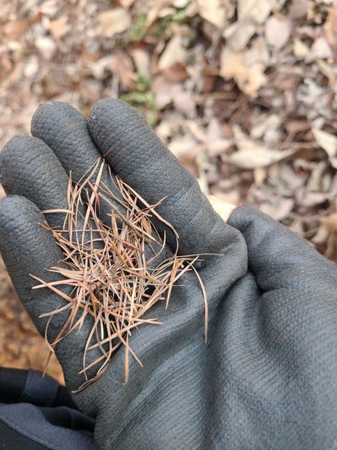 이 나무는 어떤 나무 인가요? 소나무 인가요?의 1번 째 이미지