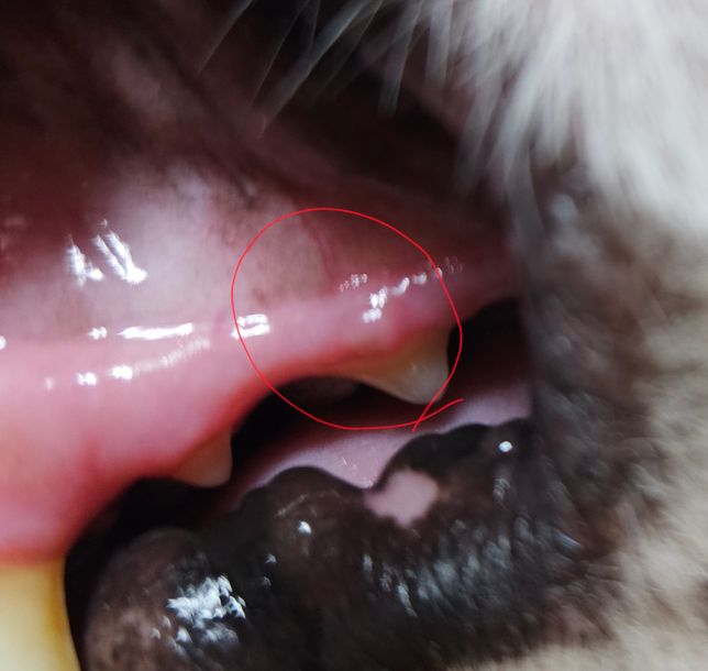 강아지 잇몸에 뭔가 볼록한게 나와있어요의 2번 째 이미지