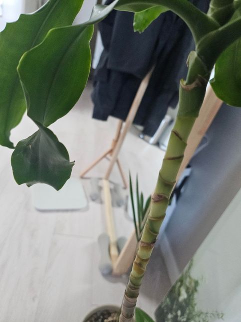 행운목 분갈이한지 일주일됐는데 괜찮은걸까요?의 0번 째 이미지