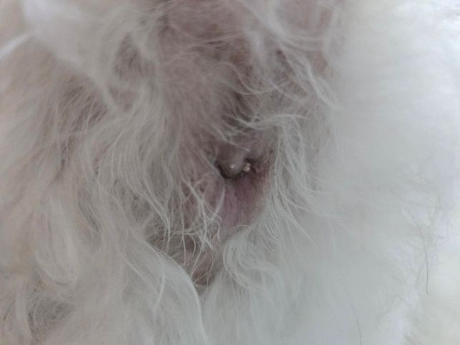 강아지 항문에 이게 뭔가요? .(사진주의)의 0번 째 이미지