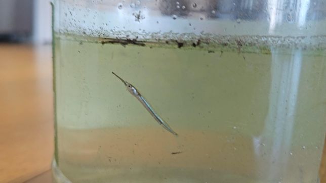 학꽁치로 추정되는데 민물어항에서 사육이 가능한가요?의 0번 째 이미지