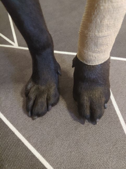 개 상처 치료 차도 가 없어요.....의 0번 째 이미지