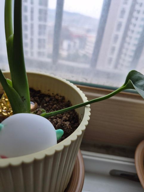 몬스테라 키우고 있는데 줄기가 무거운지 아래로 자라요의 0번 째 이미지