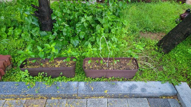 아파트 화단앞에 어린이집이 있어서 고추모종 심었는데 잘못된걸까요?의 0번 째 이미지