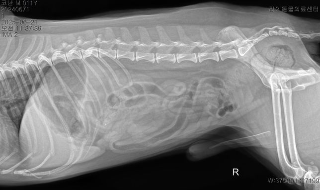 오늘 아침부터 애가 갑자기 강아지 혀가 파래지고 복부가 엄청 단단해지고 똥을 싸고 (정상변) 과호흡이 온 경우는 무슨 경우인가요? 애가 안절부절의 0번 째 이미지