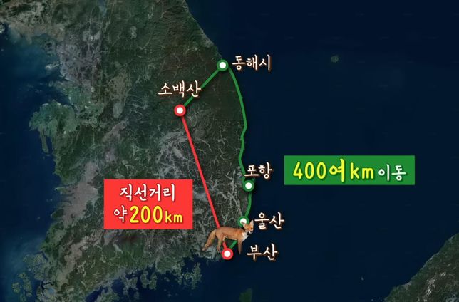 소백산 여우의 수는 지금 전국적으로 무사히 늘었을까요?의 2번 째 이미지