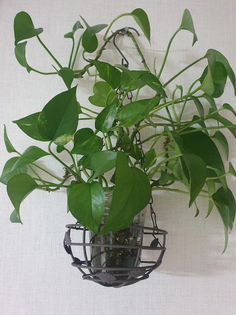 이 식물은 무슨 식물일까요? 2년째 안자라네요의 0번 째 이미지