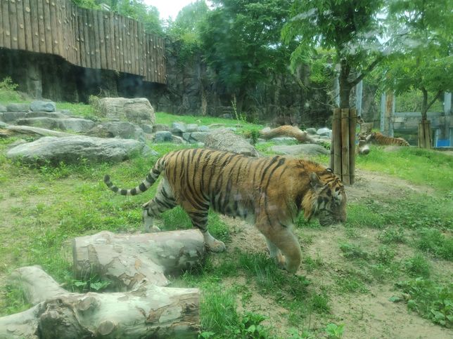 멸종위기 동물들을 복원할 때 암컷과 수컷을 결혼시키는 방법은 어떤 장소에 풀어서 적응을 하게 키워야 되나요?의 1번 째 이미지