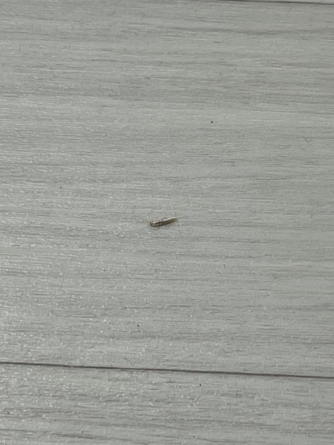 이거... 무슨 벌레인가요...?의 0번 째 이미지