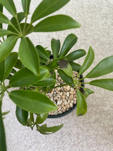 키우고 있는 홍콩야자가 비실비실거리는 것 같아요 ㅠㅠ의 0번 째 이미지