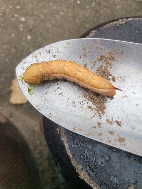 이것 무슨 애벌레 인가오 아버지가 기르는의 0번 째 이미지