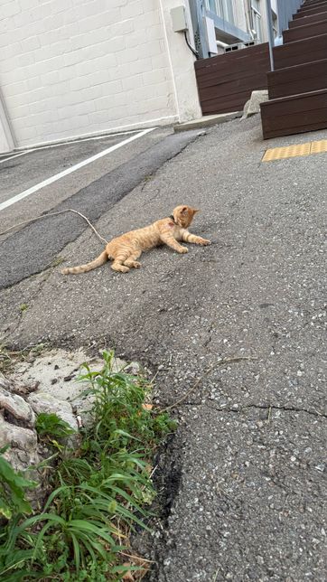길고양인데 목줄 있고 다쳤어요 동물병원 대려가면 얼마나 나오나요의 0번 째 이미지