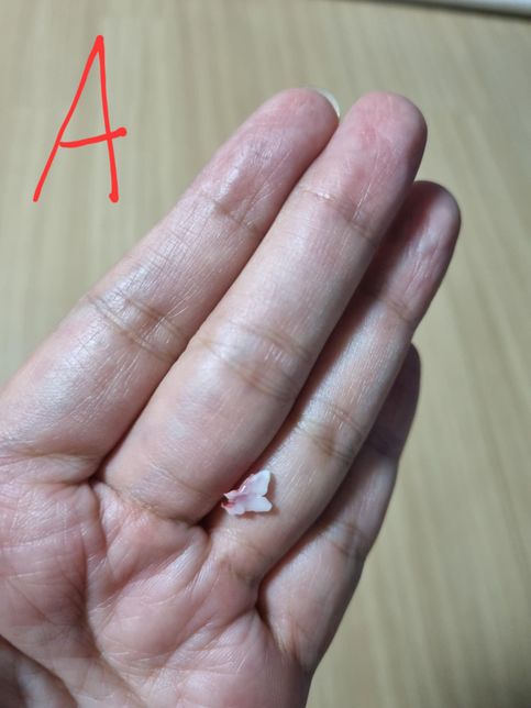 말티푸 6개월좀 지났어요.강아지유치인지 아닌지의 0번 째 이미지