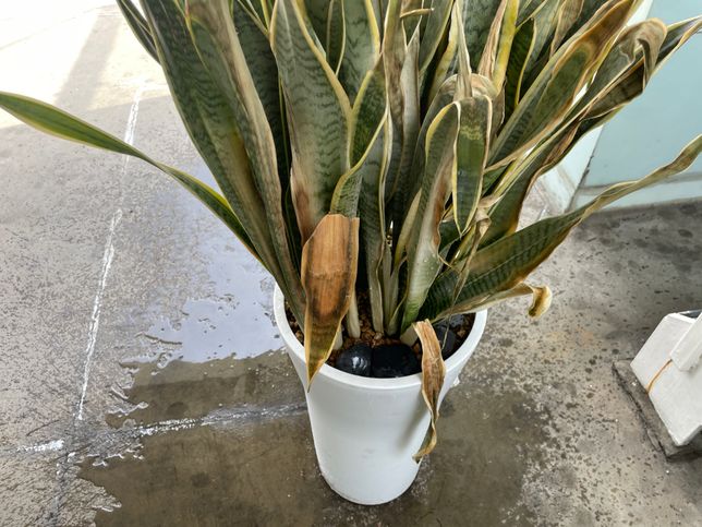 이 꽃 어떻게 살릴 수 있는 방법 같은게 없을까요??의 0번 째 이미지