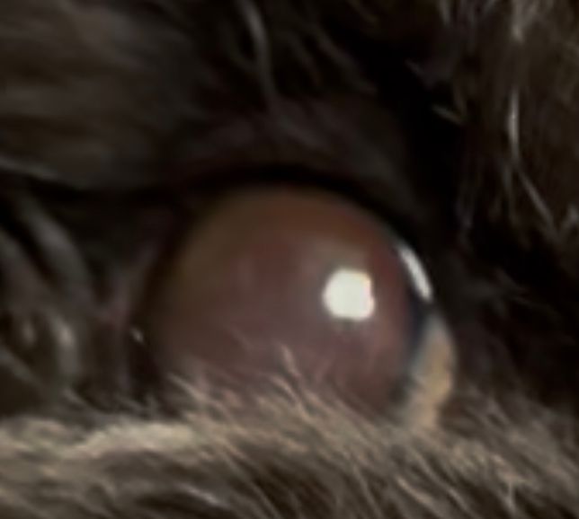 강아지 눈 빨간 빛반사가 나타나요ㅠㅠ의 0번 째 이미지