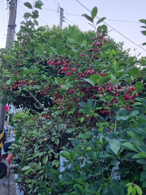 이 나무의 열매는 어떤 열매인지 궁금합니다.의 0번 째 이미지