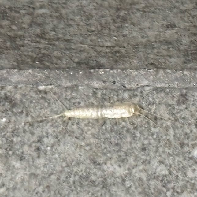 집에서 이런 벌레가 가끔씩 나오는데 벌레이름이 뭐고, 발견되는 이유가 뭔가요?의 3번 째 이미지