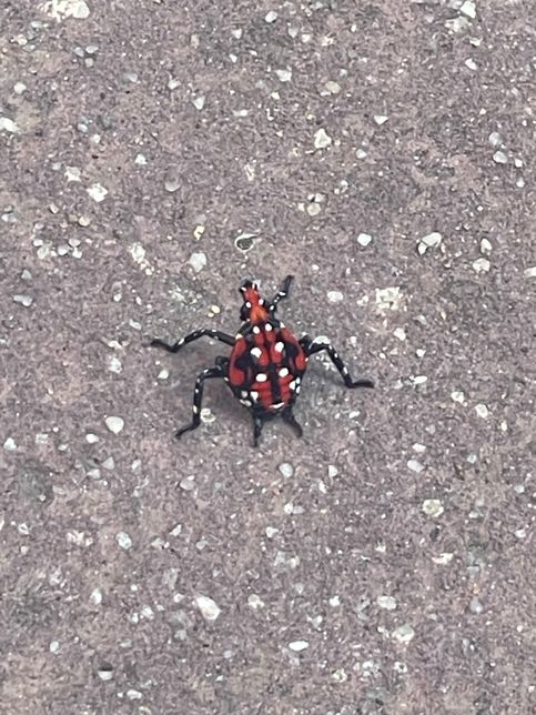 이거 무슨 벌레인지 아시는 분 있나요?의 0번 째 이미지