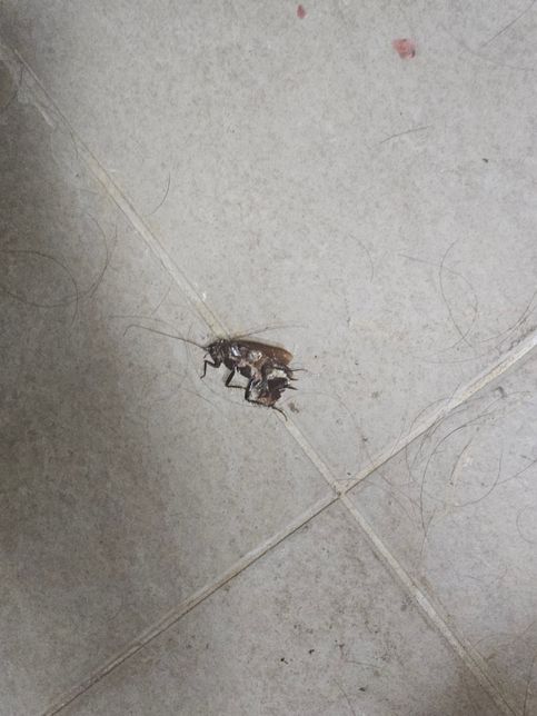 이거 바선생(바퀴벌레) 맞나요???의 0번 째 이미지