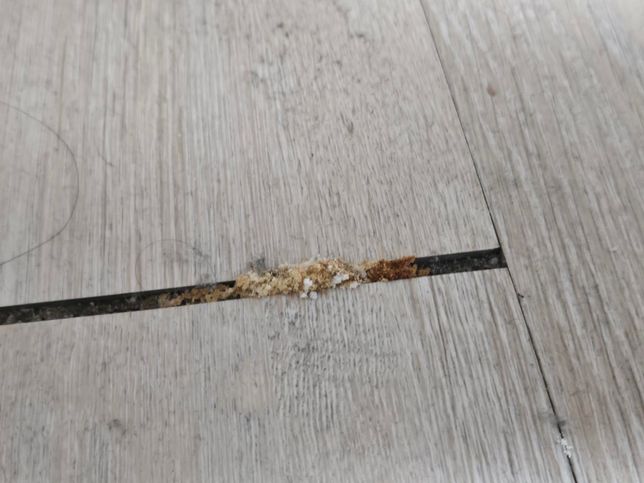 자취방 마루 사이에 생겼는데 곰팡이 일까요?의 0번 째 이미지