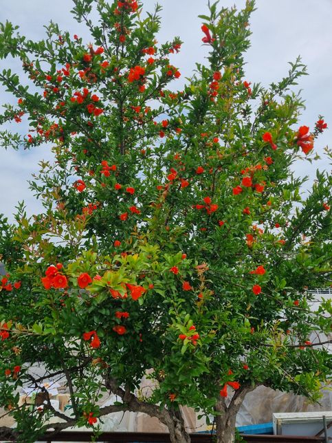 이 꽃나무가 무슨 꽃나무인지 궁금합니다.의 0번 째 이미지