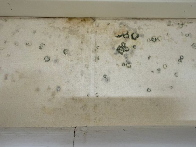 이 곰팡이는 어떻게 제거할 수 있을까요?의 0번 째 이미지