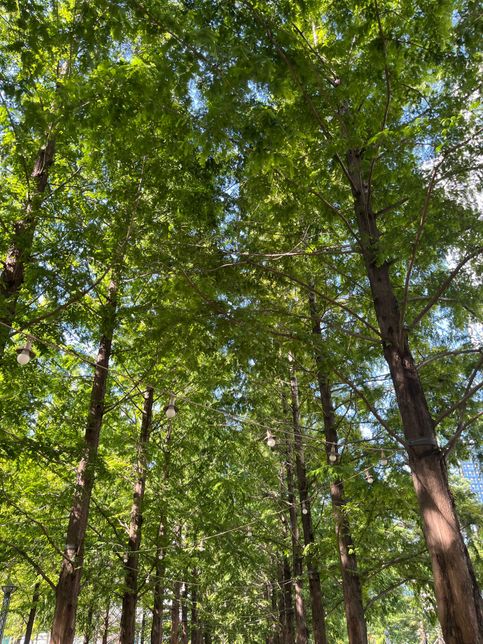 러닝이나 산책할때 자주가는 공원에 나무가 무엇인가요?의 0번 째 이미지