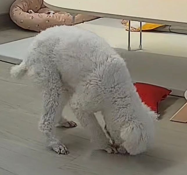 반려견 입꼬리 긁음, 이갈면서 발사탕의 1번 째 이미지