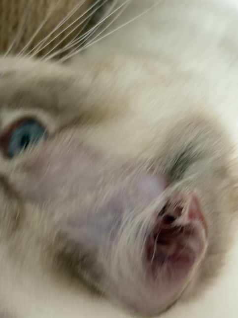 고양이 귀 뒤쪽, 이마 털 빠지는 이유 알려주세요.. 아픈걸까요?의 0번 째 이미지