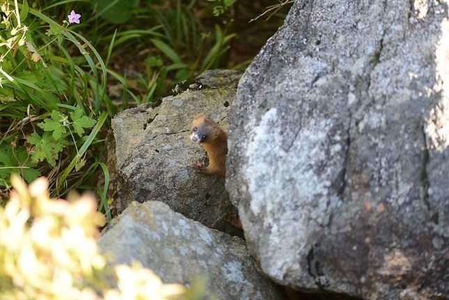 수달이 작은 족제비도 사냥할 수 있나요?의 1번 째 이미지