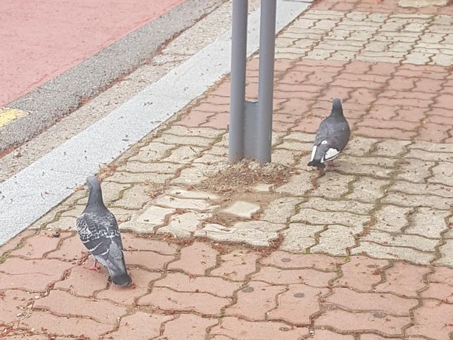 비둘기가 땅바닥에서 먹이를 찾는 능력은?의 0번 째 이미지