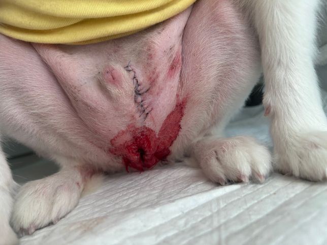 강아지 요도루조성술 후 피가 많이 나옴의 1번 째 이미지