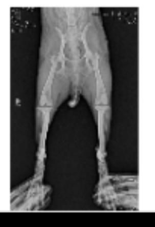 강아지 엑스레이 슬개골 탈구랑 십자인대 봐주세요ㅠㅠ의 0번 째 이미지