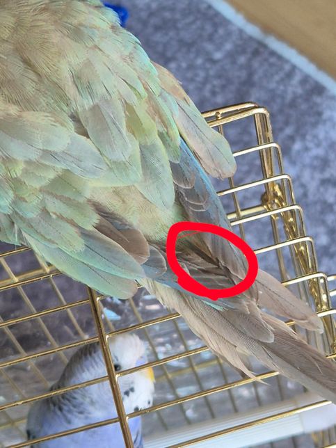 코뉴어 앵무 꼬리쪽에 무슨 바늘? 같은게 있어요의 0번 째 이미지