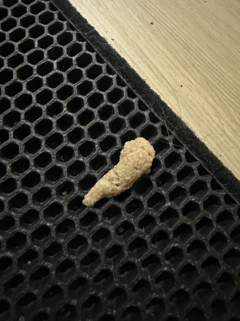 고양이 구토인지 변인지 모르겠어요.의 1번 째 이미지