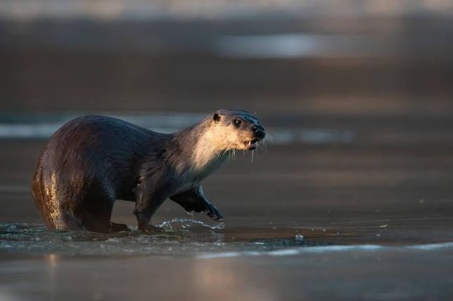 수달은 왜 추운 겨울에 물로 들어가도 차가운 기온을 못 느낄까요?의 3번 째 이미지