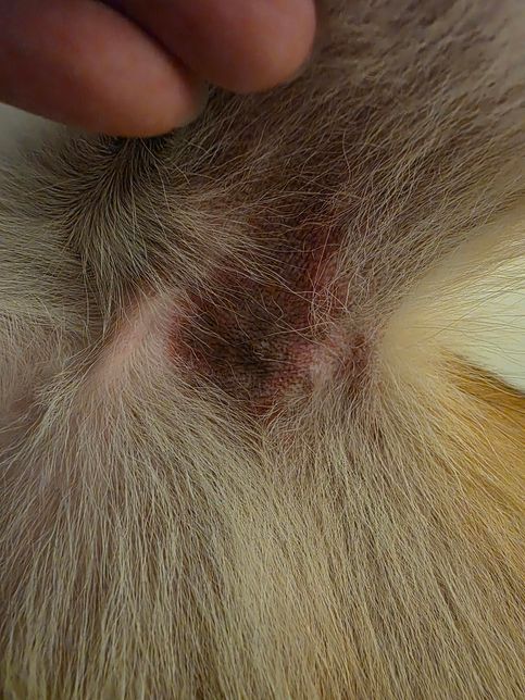 진도믹스 겨드랑이 피부가 검붉어요..의 0번 째 이미지