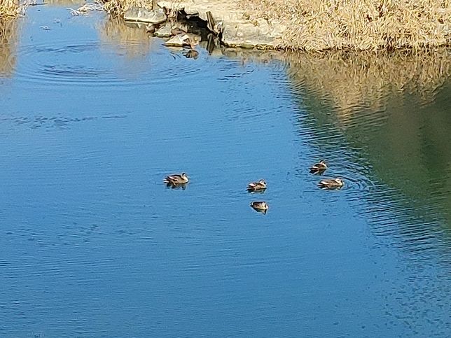 조개와 소라, 전복과 굴의 껍질을 강이나 호수에 버리면 오염이 안 되고 생물들에게 은신처가 될 수 있을까요?의 3번 째 이미지