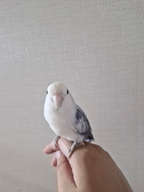 앵무새 둘째날 핸들링 시간 정해져 있나요의 0번 째 이미지