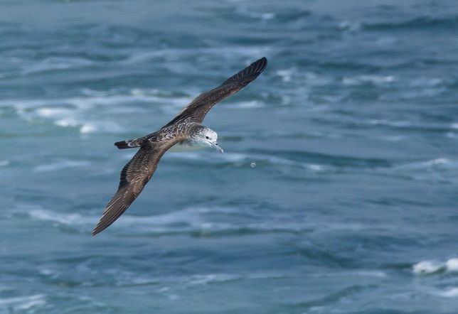 슴새는 왜 우리나라에서 철저히 보호대상으로 지정해요?의 0번 째 이미지
